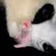 Los Panda recién nacidos son extremadamente frágiles. Foto: AP